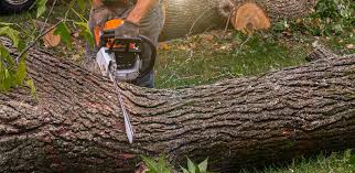 Best Stump Grinding and Removal  in Prien, LA