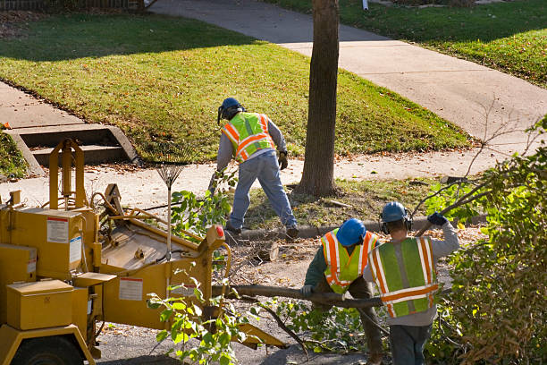 Best Root Management and Removal  in Prien, LA